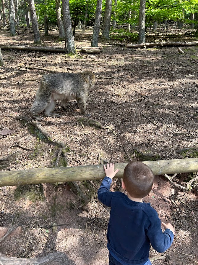 Visiter la montagne des singes en Alsace