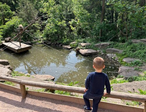 Visiter la Montagne des singes en Alsace