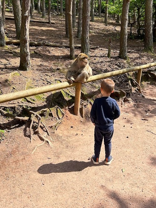 Visiter la montagne des singes en Alsace